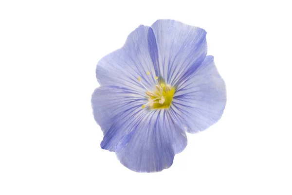 Flax Flowers Isolated White Background — Stock Photo, Image