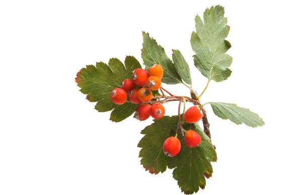 Mountain Ash Isolated White Background — Stock Photo, Image