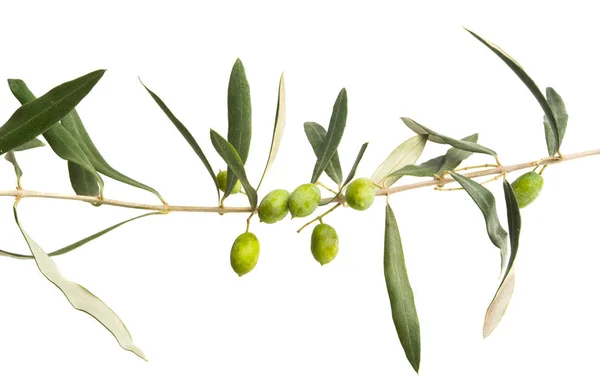 Aceitunas Frescas Con Hojas Aisladas Sobre Fondo Blanco —  Fotos de Stock