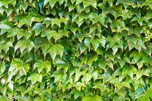 Hintergrund Grüner Lianen — Stockfoto