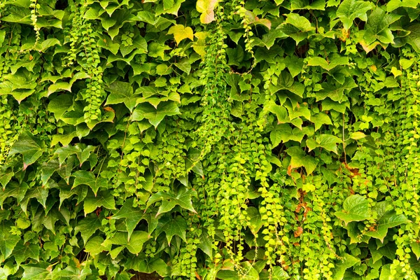 Hintergrund Grüner Lianen — Stockfoto