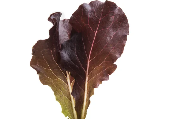 Lettuce Leaves Isolated White Background — Stock Photo, Image