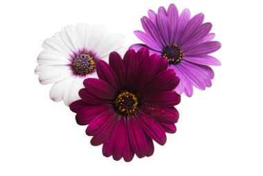 Osteosperumum Çiçek Papatyası Beyaz Arkaplanda izole edildi. Makro Yakın Çekim