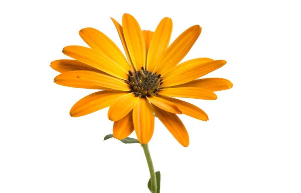 Osteosperumum Flower Marguerite Isolée Sur Fond Blanc Macro Gros Plan — Photo