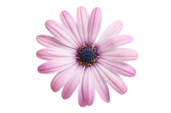 Osteosperumum Flower Daisy Izolované Bílém Pozadí Uzavření Makra — Stock fotografie