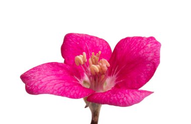 Beyaz arka plan üzerinde izole Apple çiçekler