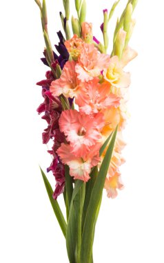 Beyaz arka plan üzerinde izole Glayöl çiçek