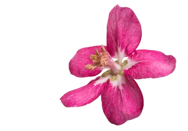 Flores Manzana Aisladas Sobre Fondo Blanco —  Fotos de Stock