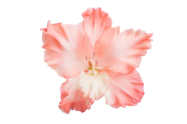 Gladiolus Blommor Isolerad Vit Bakgrund — Stockfoto