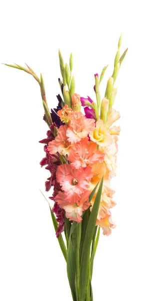 Gladiolus Flores Isoladas Fundo Branco — Fotografia de Stock