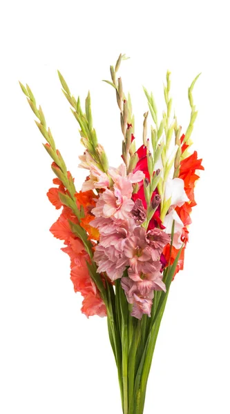 Gladiolus Blommor Isolerad Vit Bakgrund — Stockfoto