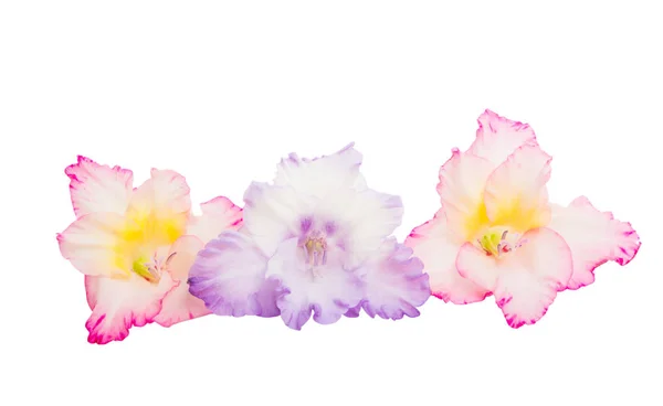 Gladiolus Flowers Isolated White Background — Stock Photo, Image