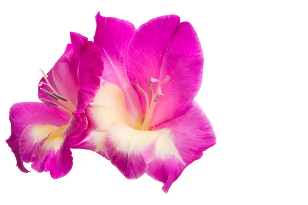 Gladiolus Blommor Isolerad Vit Bakgrund — Stockfoto