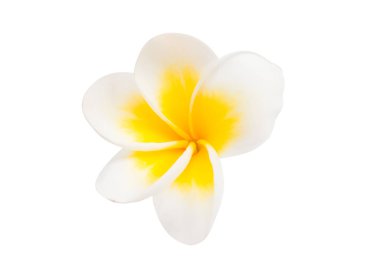 Beyaz arka plan üzerinde izole frangipani çiçekler