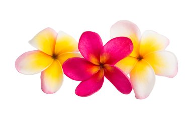 Beyaz arka plan üzerinde izole frangipani çiçekler