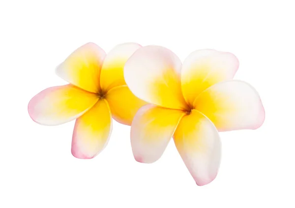 Flores Frangipani Isoladas Sobre Fundo Branco — Fotografia de Stock