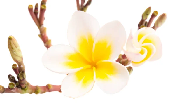 Frangipani Flowers Isolated White Background — Stock Photo, Image