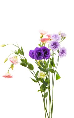 Beyaz arkaplanda izole edilmiş östoma çiçeği