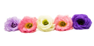 Beyaz arkaplanda izole edilmiş östoma çiçeği