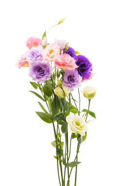 Beyaz arkaplanda izole edilmiş östoma çiçeği