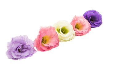 Beyaz arkaplanda izole edilmiş östoma çiçeği