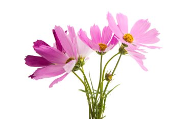 Beyaz arka plan üzerinde izole Cosmea çiçek