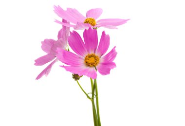 Beyaz arka plan üzerinde izole Cosmea çiçek