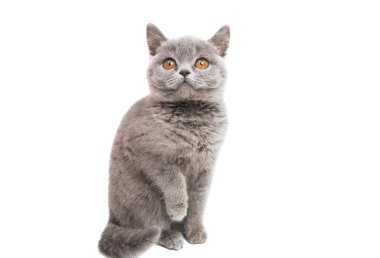 Beyaz arkaplanda izole edilmiş gri kedi yavrusu
