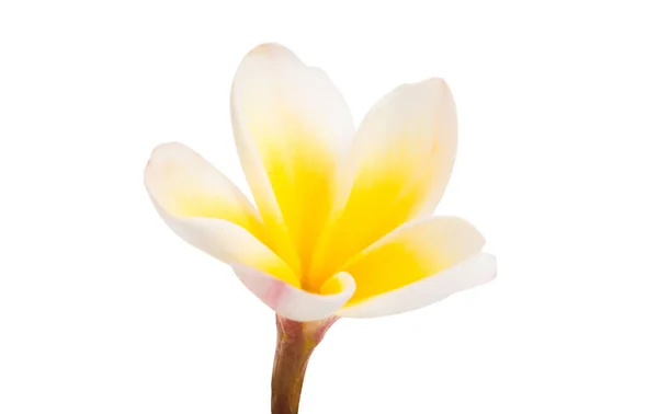 Flores Frangipani Aisladas Sobre Fondo Blanco —  Fotos de Stock