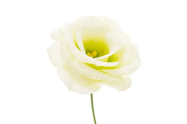 Fiore Eustoma Isolato Sfondo Bianco — Foto Stock