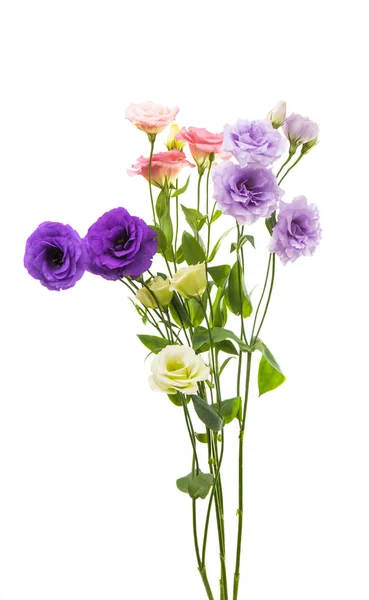 Eustoma Flower Isolated White Background — Stock Photo, Image