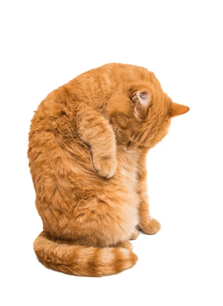 白地に隔離された生姜猫 — ストック写真