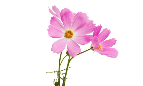 Cosmea Flores Aisladas Sobre Fondo Blanco — Foto de Stock