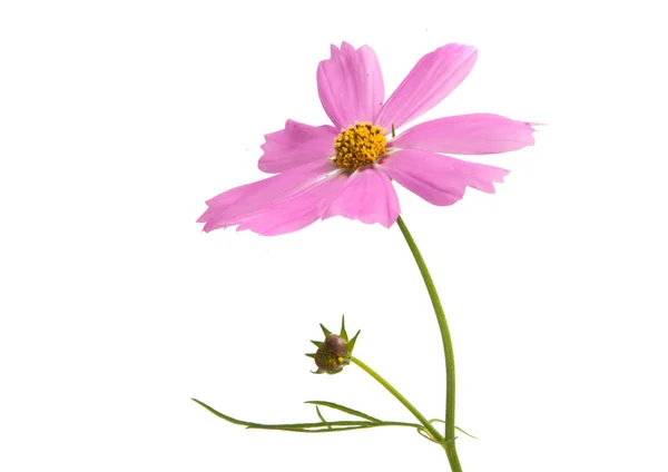 Cosmea Цветы Изолированы Белом Фоне — стоковое фото