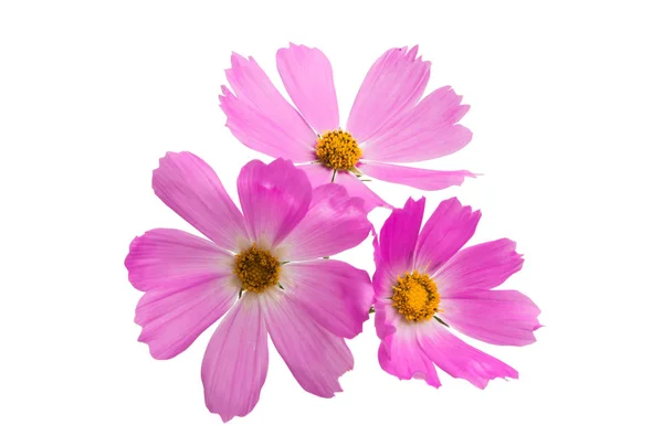 Cosmea Blommor Isolerad Vit Bakgrund — Stockfoto