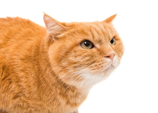 Chat Roux Isolé Sur Fond Blanc — Photo