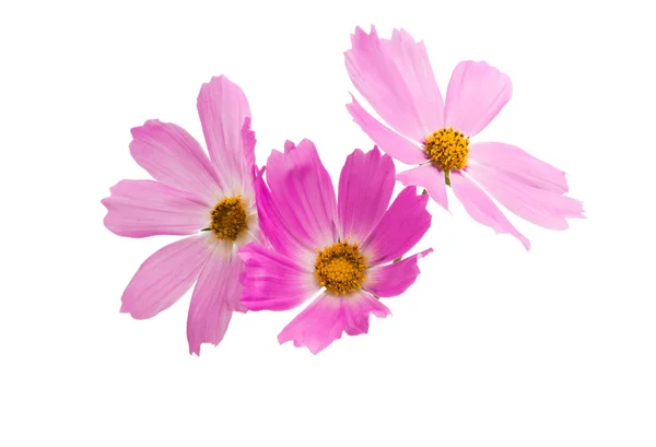 Cosmea Flowers Isolated White Background — Stock Photo, Image