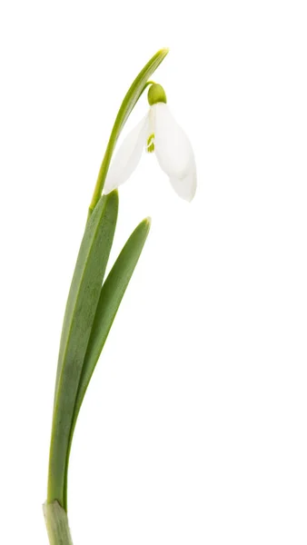 Snowdrop Blomma Isolerad Vit Bakgrund — Stockfoto