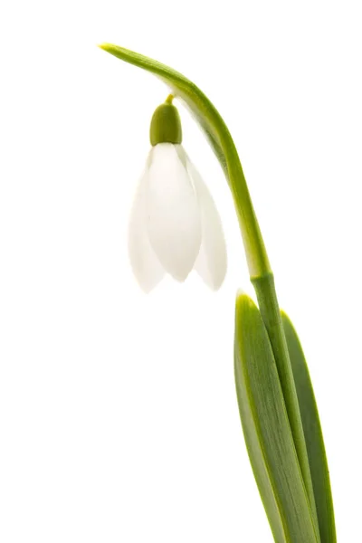 Snowdrop Flower Isolated White Background — Stock Photo, Image