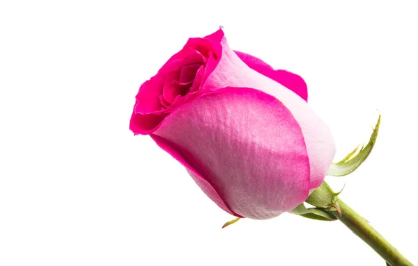 Pink Rose Izolowane Białym Tle — Zdjęcie stockowe