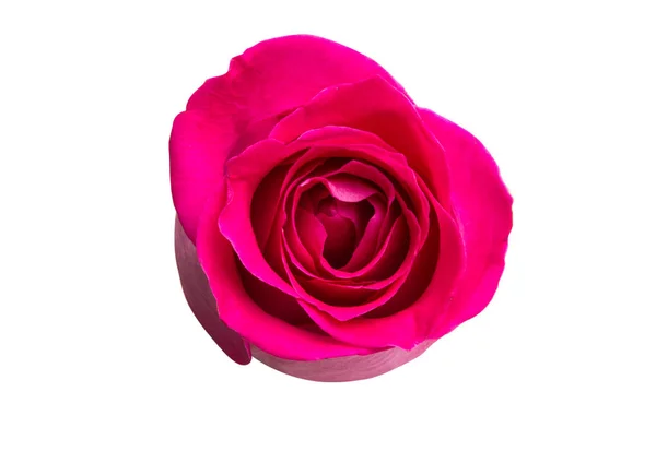 Pink Rose Izolowane Białym Tle — Zdjęcie stockowe