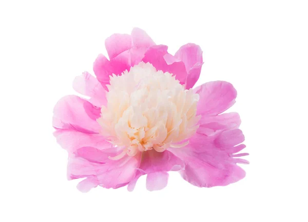 Peonia Rosa Isolata Sfondo Bianco — Foto Stock