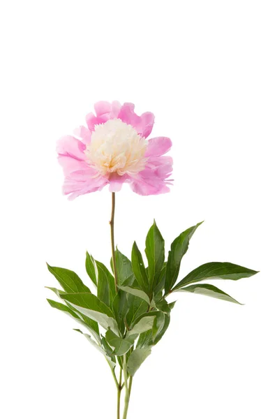 Pink Peony Isolated White Background — Stock Photo, Image