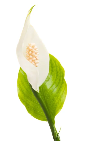 Flower Spathiphyllum Isolated White Background — Stock Photo, Image