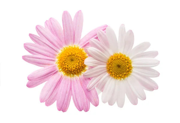 Pink Daisy Isolated White Background — Stock Photo, Image