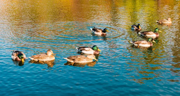 Patos Lago Día Soleado — Foto de Stock