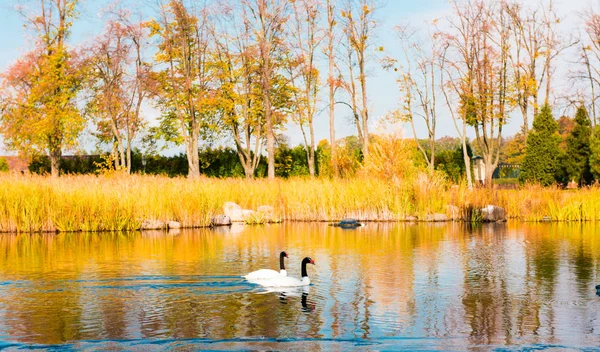 Paesaggio Autunnale Bellissimo Parco — Foto Stock