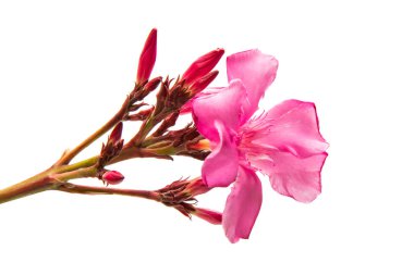 Beyaz arka plan üzerinde izole zakkum çiçekleri