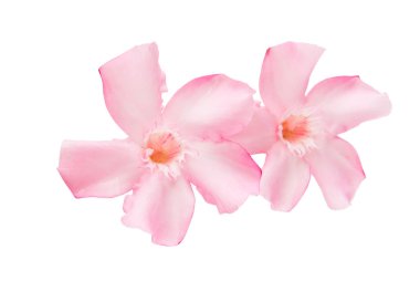 Beyaz arka plan üzerinde izole zakkum çiçekleri