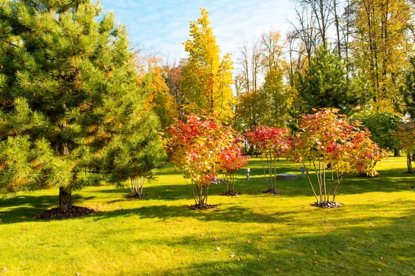 Paysage Automne Dans Beau Parc — Photo